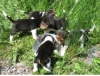 Beagle puppies born in 2006