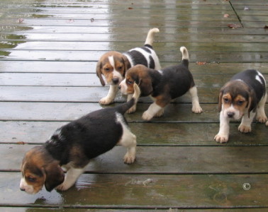 4 chiots Beagle/ 4 puppies
